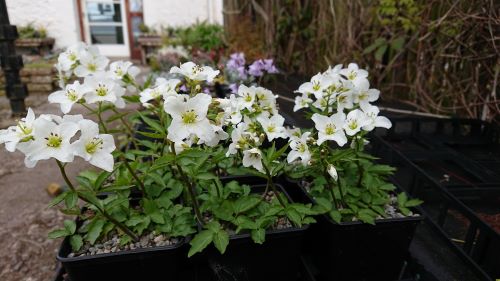 Cardamine waldsteinii - 8cm pot 